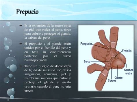 Esquema de la anatomía del pene y el prepucio