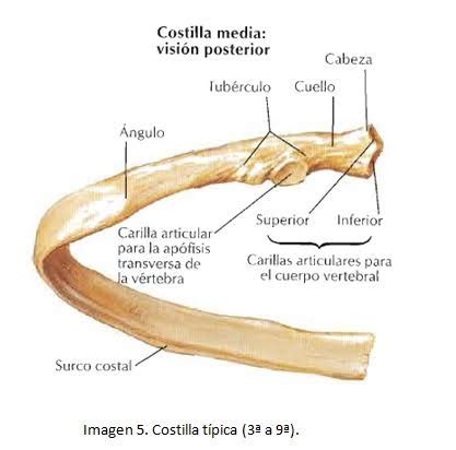 Características anatómicas de una costilla típica