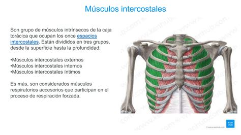 Músculos intercostales y su disposición en la caja torácica
