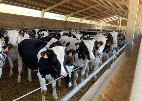 T-bon de vaca frisona
