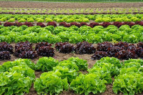 Utensilios tradicionales y modernos para el cultivo en huertas andaluzas