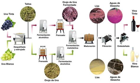 Esquema del proceso de elaboración del mosto