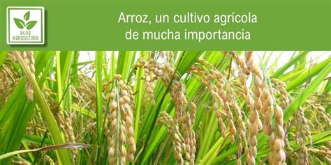Mapa de las regiones de cultivo de arroz salvaje en Norteamérica