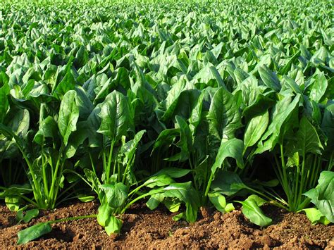 Cultivo de espinacas