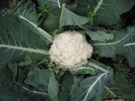 Ilustración del origen de la coliflor en el Mediterráneo