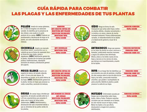 Infografía de plagas y enfermedades comunes de la coliflor