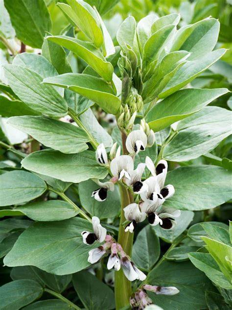 Planta de Faba de la Granja con tutores