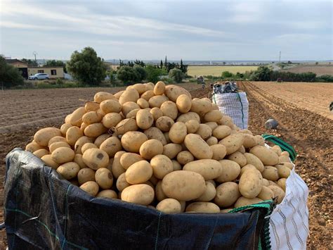 Origen y distribución de la patata