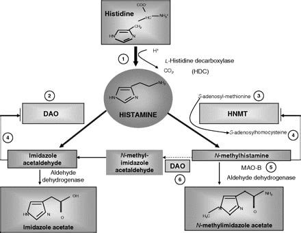 Diagrama del metabolismo de la histamina y la función de la enzima DAO