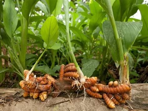 Ilustración de la planta de cúrcuma y su rizoma