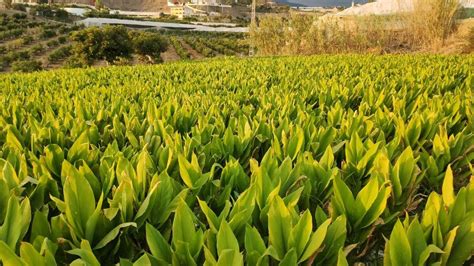 Campo de cultivo de cúrcuma