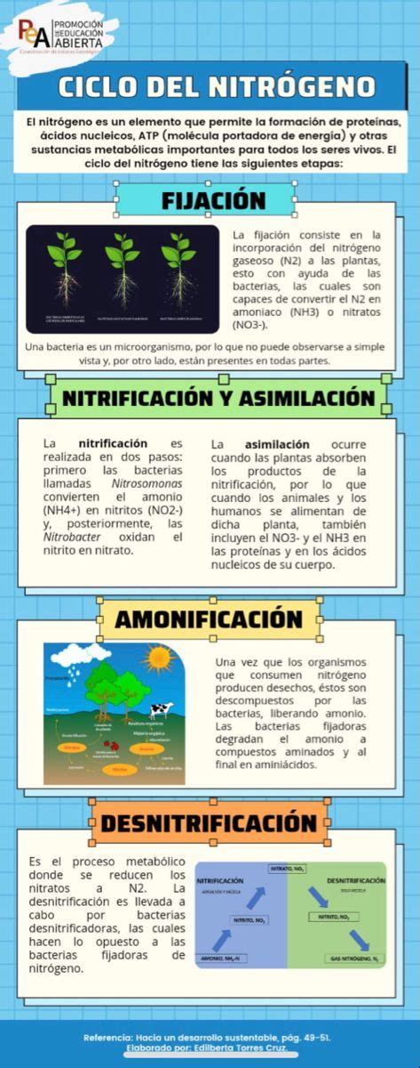Infografía sobre la fijación de nitrógeno en legumbres