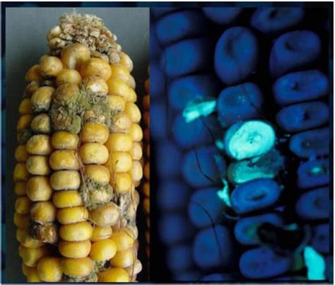 Maíz contaminado con Aspergillus flavus