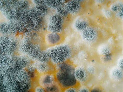 Crecimiento de hongos en tortillas de maíz
