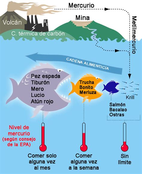 Tipos de pescado y niveles de mercurio