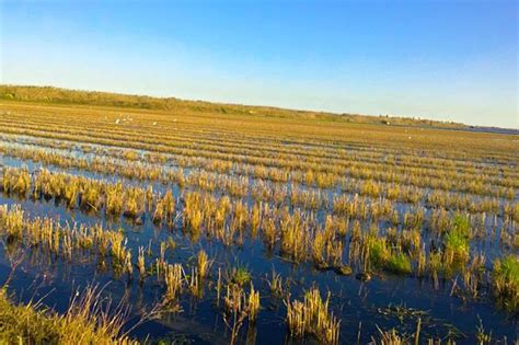 Campo de arroz en la Albufera de Valencia