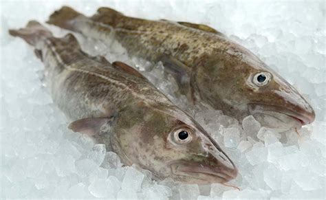 Pescado bacalao fresco