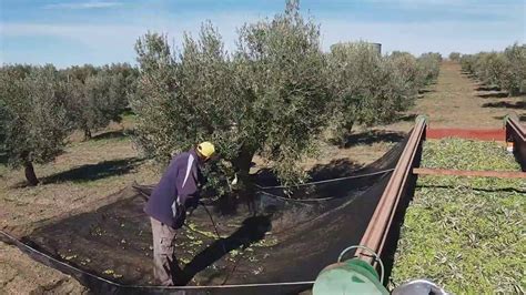 Recolección de aceitunas con mantas