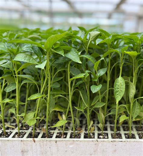 Plantel de pimientos jóvenes en clima cálido