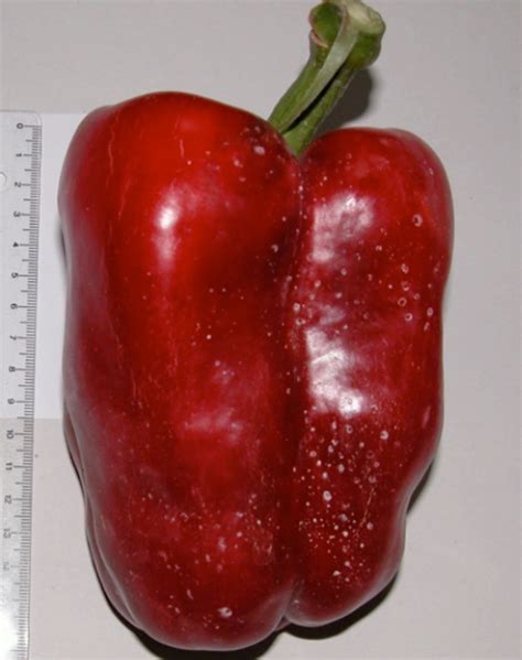 Pimiento Morro de Vaca con tutor para soporte