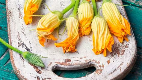 Flores de calabaza y calabacín comparadas