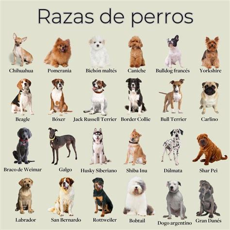 Comparación de tamaños de croquetas para diferentes razas de perros