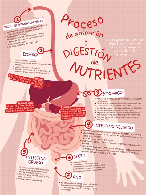 Diagrama del proceso digestivo en perros y cómo influye el tamaño de la croqueta