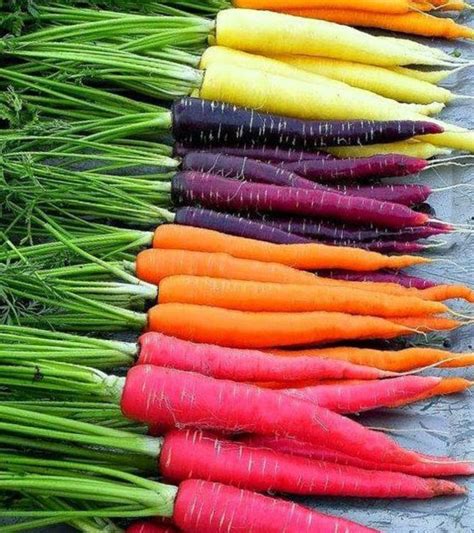 Zanahorias de diferentes colores y formas