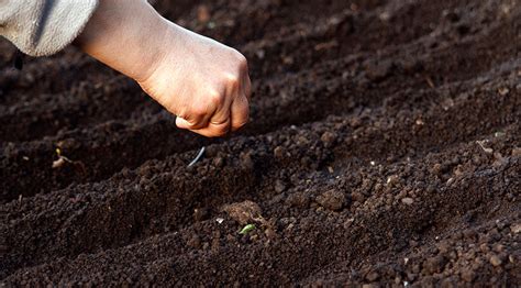 Preparación del terreno para siembra de zanahorias