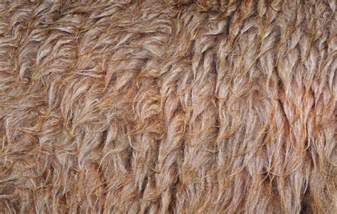 Textura de lana de alpaca