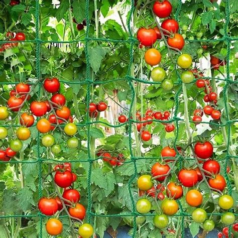 Atado de tomates al enrejado