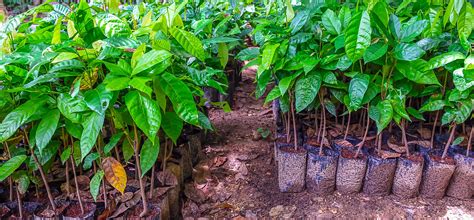 Fotografía aérea de Chuao y sus plantaciones de cacao
