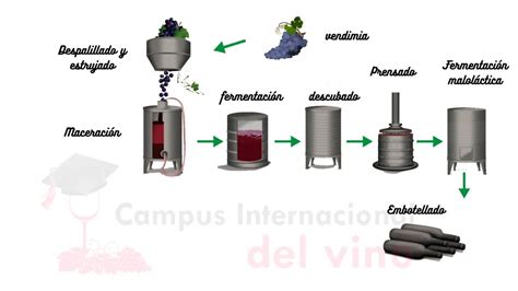 Esquema del proceso de fermentación del vino