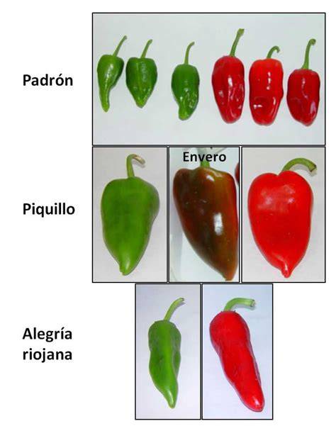 Variedades de ají y pimiento