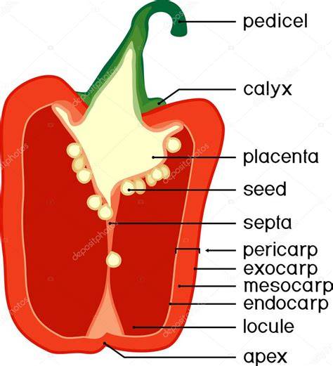 Estructura interna de un pimiento mostrando la placenta y las semillas
