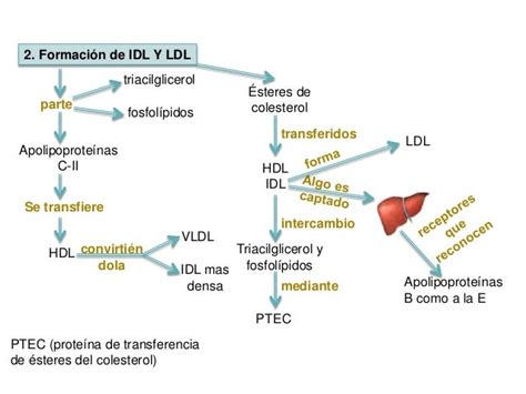 Esquema de la regulación del colesterol en el hígado