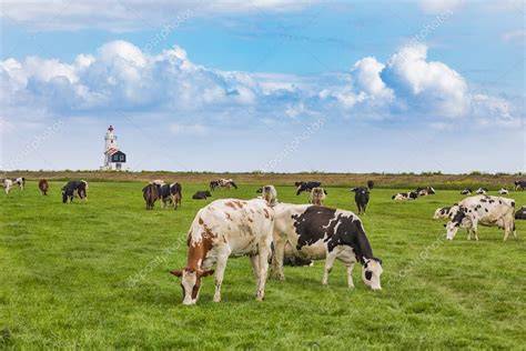 Vacas pastando en los Países Bajos