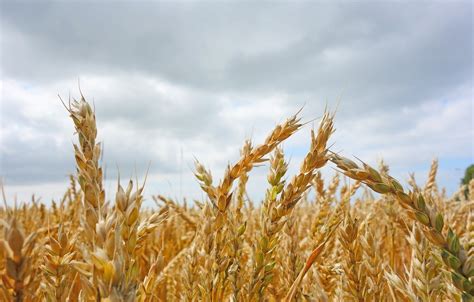 Campo de avena