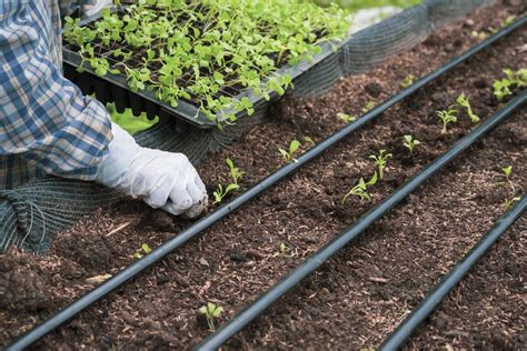 Riego por goteo en cultivo de patatas