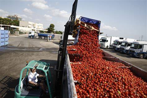 Camiones cargados de tomates pera listos para la Tomatina