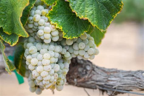 Viñedo con uvas maduras listas para la vendimia