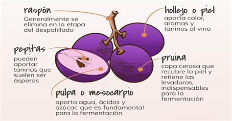 Esquema de las partes de una uva: hollejo, pulpa y pepitas