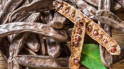 Ilustración de un algarrobo y sus frutos en vaina