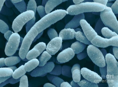 Imagen de bacterias Acetobacter aceti