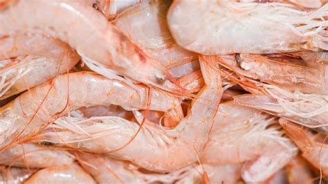 Primer plano de camarones andaluces frescos
