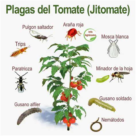 Esquema de las plagas y enfermedades más comunes del tomate