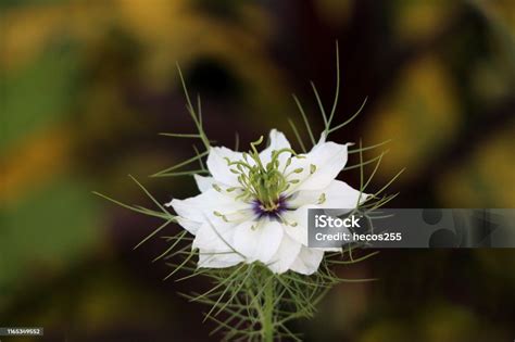 Planta de Nigella Sativa en floración