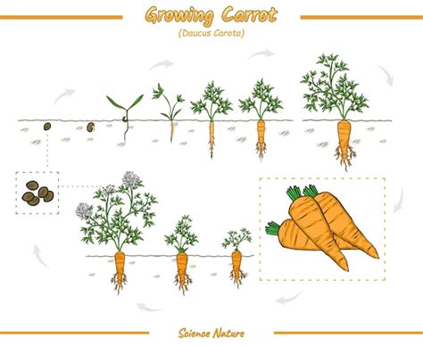 Proceso de cultivo y cosecha del comino negro