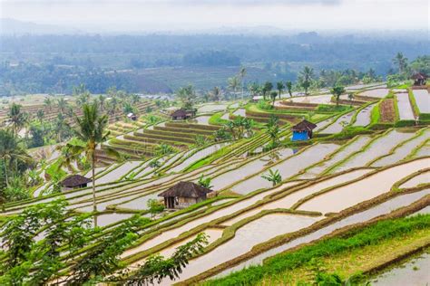 Campo de arroz en Indonesia