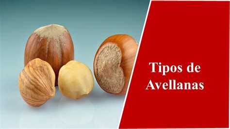 Tipos de avellanas y sus características